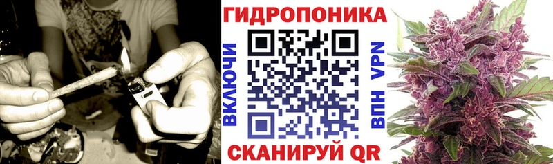 Конопля семена  Купить  Шенкурск 